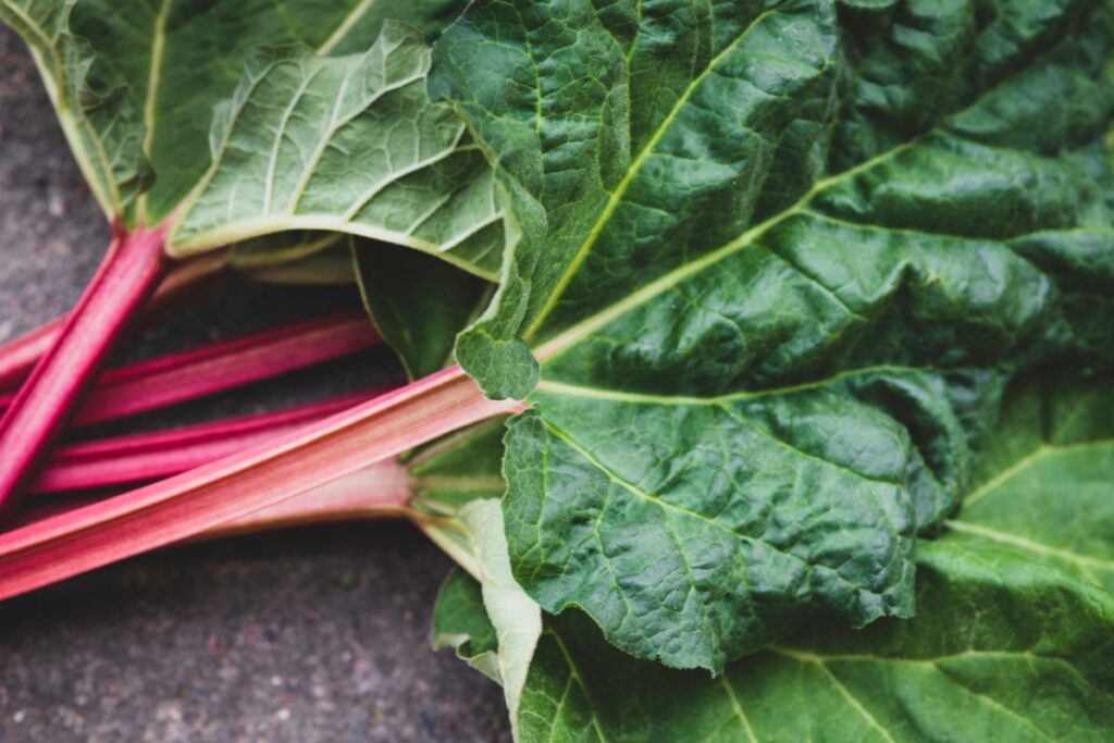 Rhabarber-Stücke mit Zucker in Topf kochen Kompott zubereiten